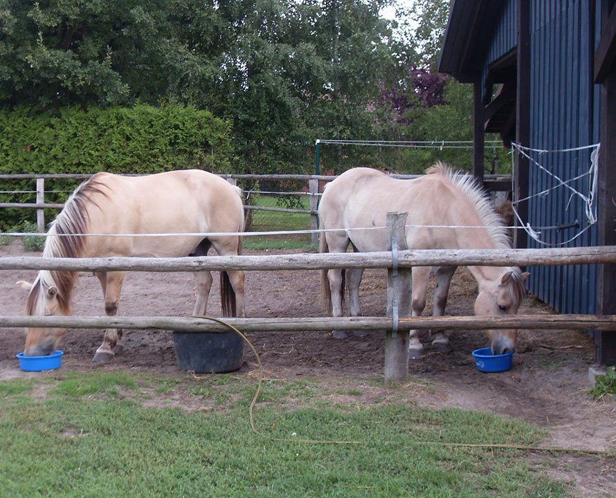 2 Pferde stehen im Paddock am Stall und trinken aus blauen Schalen