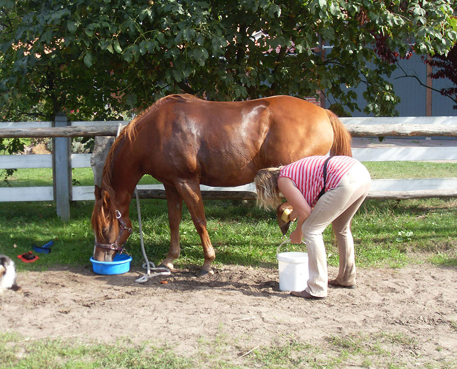 Reiter putzt Pferd auf dem Ferienhof Kunzog